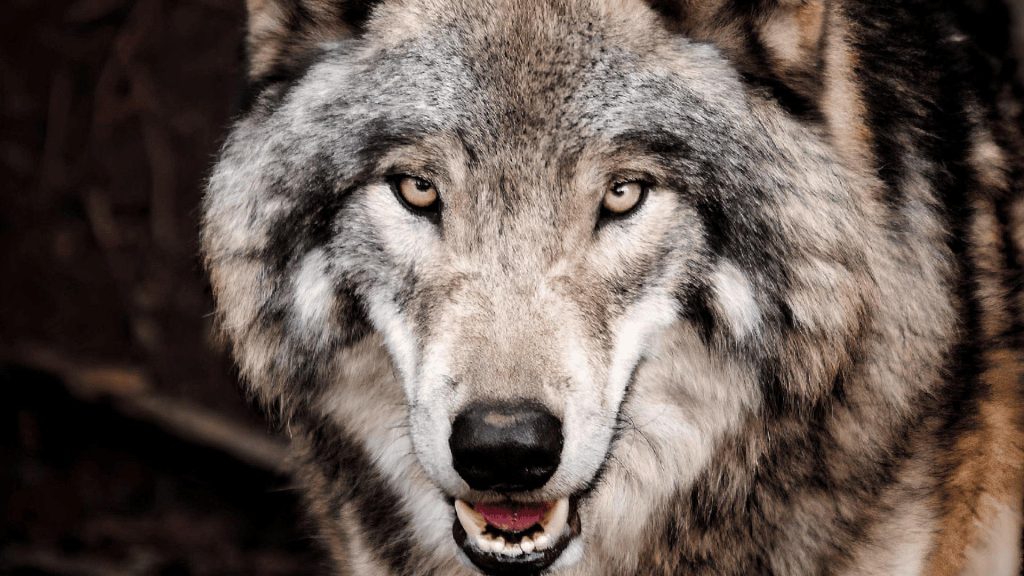 Bahraich Wolf Attack