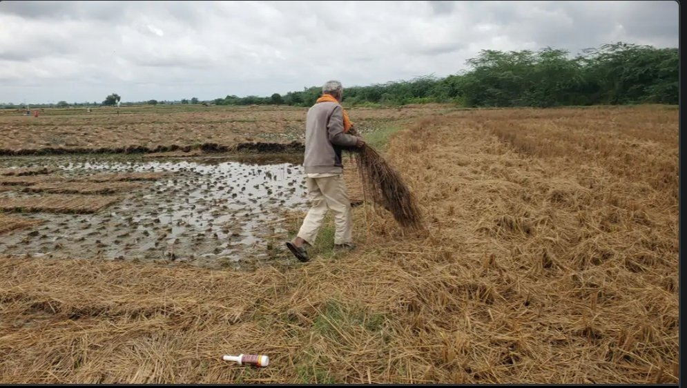 crop damage