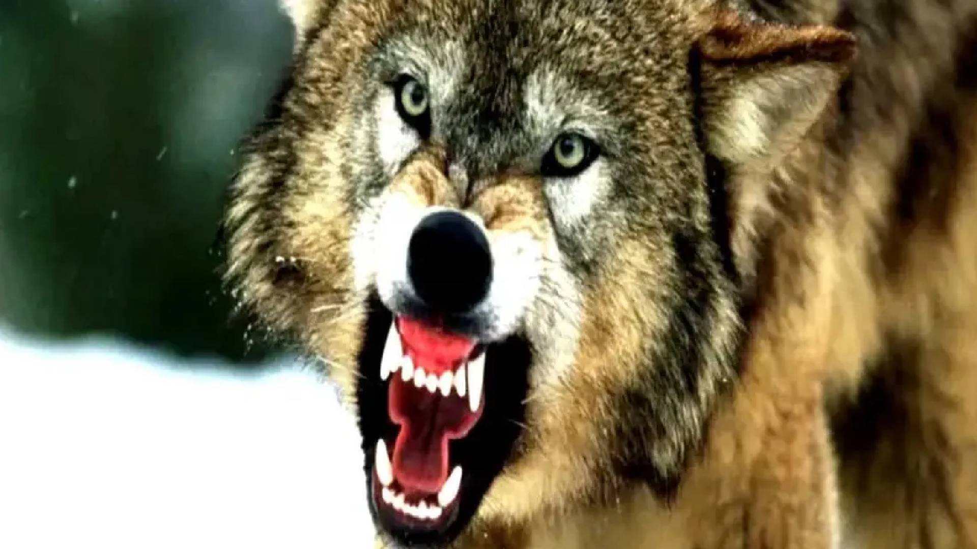 Bahriach Wolf Attack