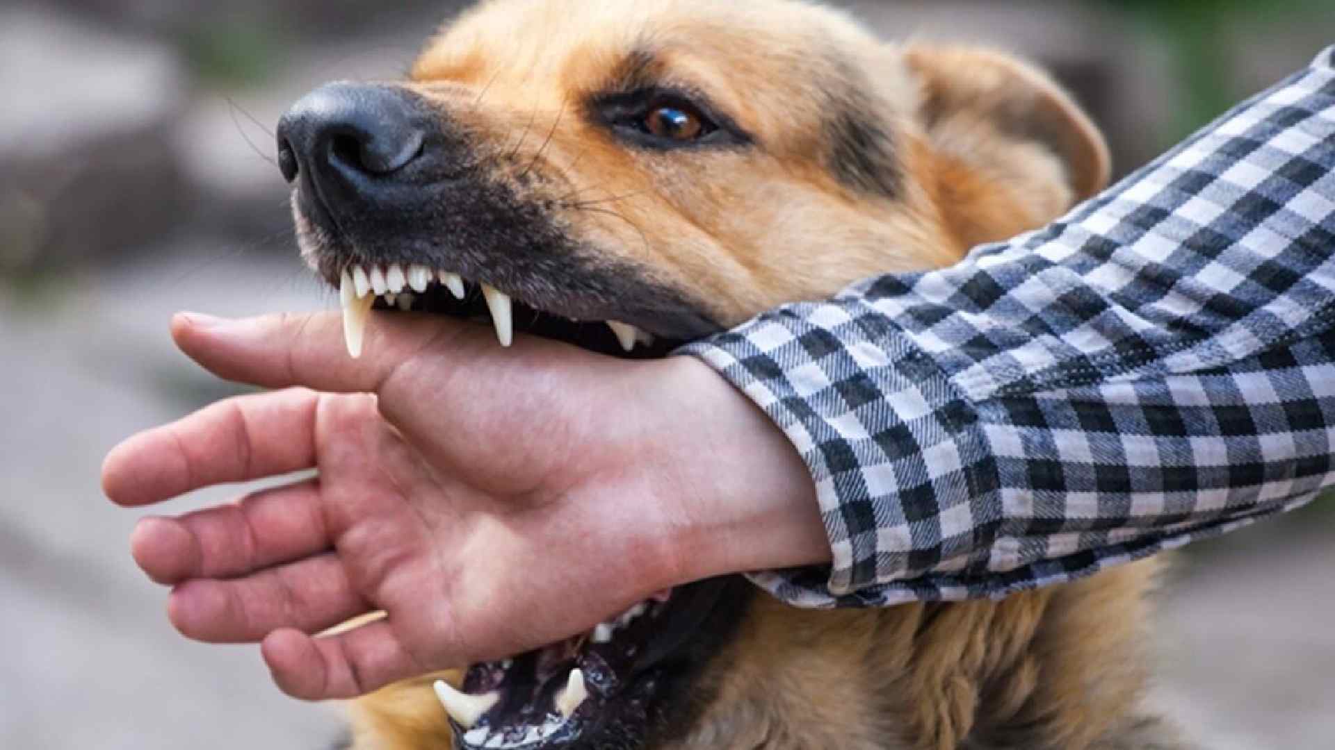 Delhi Government on Rabies