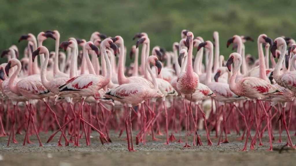 Patna Bird Sanctuary