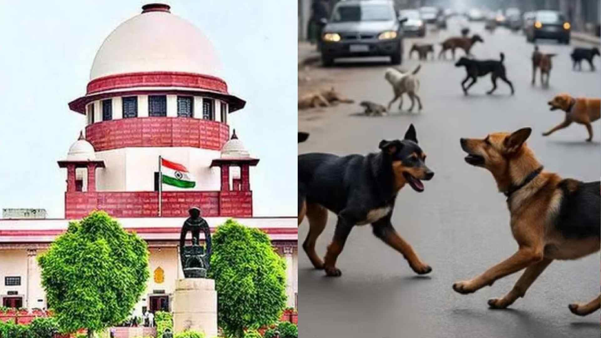 Supreme Court On Street Dogs