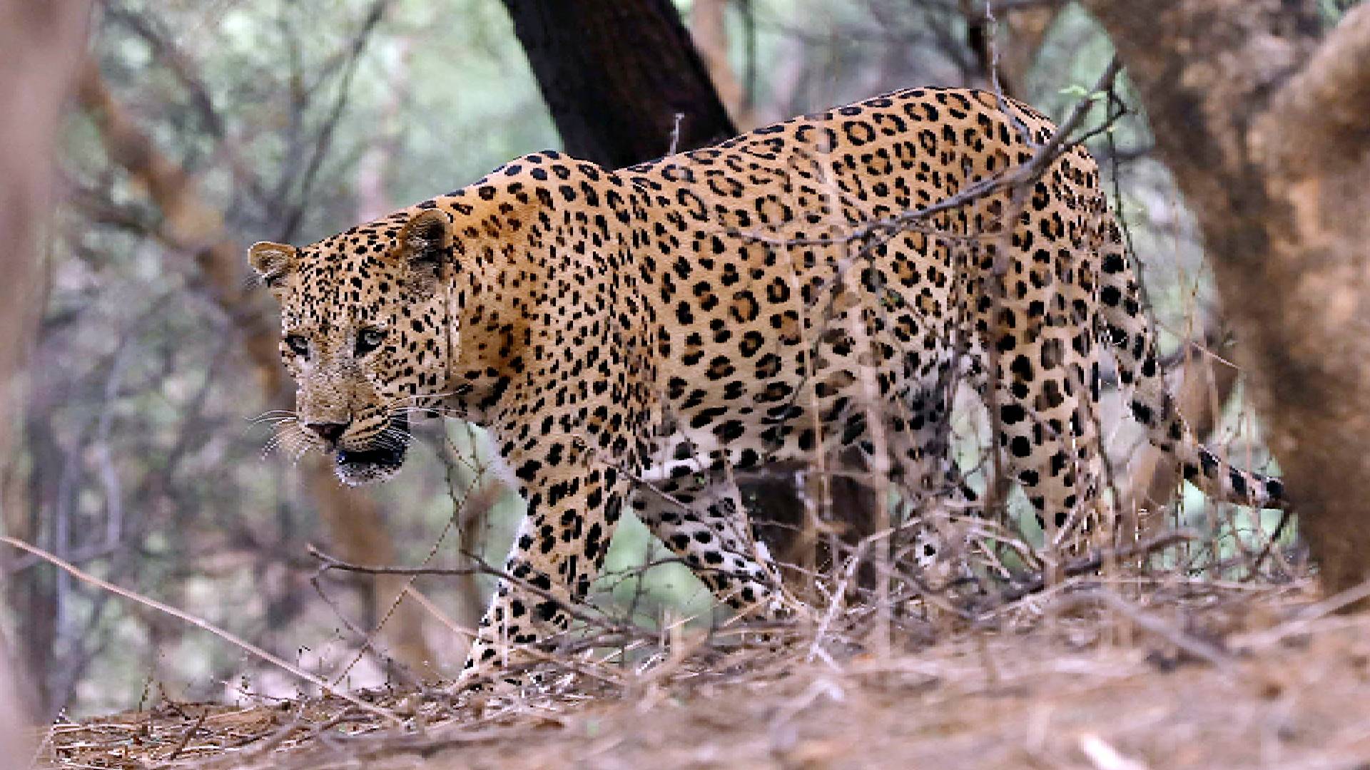 Bahraich Leopard Attack